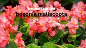 begonia mallacoota